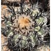 Copiapoa calderana GCG 15337 SELECTION Quebrada Lisa II., N of Caldera, Chile (10 SEEDS)