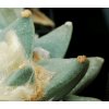 Ariocarpus retusus scapharostroides PP  232 Villa Juarez, SLP  (10 SEEDS)