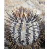 Copiapoa longistaminea f. "tigrillensis" GCG 20022 Quebrada Trigrillo, Chile (100 SEEDS)