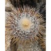 Copiapoa longistaminea f. "tigrillensis" GCG 15324 Quebrada Trigrillo, Chile (100 SEEDS)