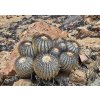 Copiapoa longistaminea f. "tigrillensis" GCG 20022 Quebrada Trigrillo, Chile (100 SEEDS)