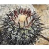 Copiapoa longistaminea f. "tigrillensis" GCG 15324 Quebrada Trigrillo, Chile (100 SEEDS)