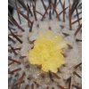 Copiapoa longistaminea f. "tigrillensis" GCG 20022 Quebrada Trigrillo, Chile (100 SEEDS)