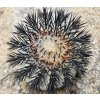 Copiapoa longistaminea f. "tigrillensis" GCG 15324 Quebrada Trigrillo, Chile (100 SEEDS)