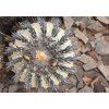 Copiapoa longistaminea GCG 15291 b SELECTION Quebrada Guanillos, Chile (10 SEEDS)