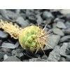 Strombocactus corregidorae KPP 1700 Maconi, Que 1,5- 2 cm SEEDLINGS