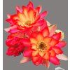 Chamaecereus hybr. PAN 20.170.09