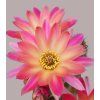 Chamaecereus hybr. PAN 20.198.93 grafted