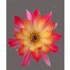 Chamaecereus hybr. PAN 20.198.419
