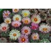 Astrophytum asterias f.orange-yellow-red flowers (10 SEEDS)