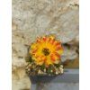 Lobivia hybr. PAN 19.123.05 grafted