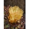 Copiapoa andina armata GCG 16813 10km Punta Colorada, Chile ( 10 SEEDS)