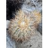 Copiapoa andina armata GCG 16813 10km Punta Colorada, Chile ( 10 SEEDS)