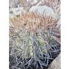Copiapoa andina armata GCG 16813 10km Punta Colorada, Chile ( 10 SEEDS)