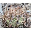 Copiapoa andina armata GCG 16813 10km Punta Colorada, Chile ( 10 SEEDS)