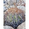 Copiapoa andina armata GCG 16813 10km Punta Colorada, Chile ( 100 SEEDS)