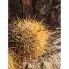 Copiapoa andina armata GCG 16813 10km Punta Colorada, Chile ( 100 SEEDS)