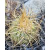 Copiapoa andina armata GCG 16813 10km Punta Colorada, Chile ( 100 SEEDS)
