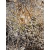 Copiapoa andina f.dark form GCG 20001, El Donkey, Chile ( 10 SEEDS)
