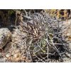 Copiapoa andina f.dark form GCG 20001, El Donkey, Chile ( 10 SEEDS)