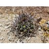 Copiapoa andina f.dark form GCG 20001, El Donkey, Chile ( 10 SEEDS)