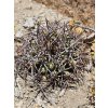 Copiapoa andina f.dark form GCG 20001, El Donkey, Chile ( 100 SEEDS)