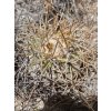 Copiapoa andina f.dark form GCG 20001, El Donkey, Chile ( 100 SEEDS)