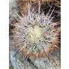 Copiapoa andina f.dark form GCG 20001, El Donkey, Chile ( 100 SEEDS)
