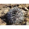 Copiapoa griseoviolacea ssp.nova form II, GCG 20007 , Chile (10 SEEDS)