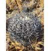 Copiapoa griseoviolacea ssp.nova form II, GCG 20007 , Chile (10 SEEDS)