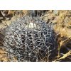 Copiapoa griseoviolacea ssp.nova form II, GCG 20007 , Chile (100 SEEDS)