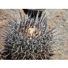 Copiapoa griseoviolacea ssp.nova form III, GCG 20008 L18 , Chile (10 SEEDS)