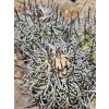 Copiapoa griseoviolacea ssp.nova form III, GCG 20008 L18 , Chile (100 SEEDS)