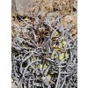 Copiapoa griseoviolacea ssp.nova form III, GCG 20008 L18 , Chile (100 SEEDS)