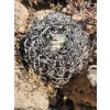 Copiapoa griseoviolacea f.GCG 20009 , Hacienda San Nicholasa, Chile (10 SEEDS)
