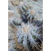 Copiapoa solaris GCG 20011 Quebrada Botija I, Chile ( 100 SEEDS)