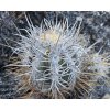 Copiapoa solaris GCG 20011 Quebrada Botija I, Chile ( 100 SEEDS)