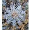 Copiapoa solaris GCG 20011 Quebrada Botija I, Chile ( 100 SEEDS)