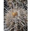 Copiapoa solaris GCG 20012 Quebrada Botija II, Chile ( 10 SEEDS)