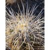 Copiapoa solaris GCG 20012 Quebrada Botija II, Chile ( 10 SEEDS)