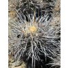 Copiapoa solaris GCG 20012 Quebrada Botija II, Chile ( 10 SEEDS)