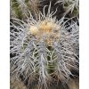 Copiapoa solaris GCG 20012 Quebrada Botija II, Chile ( 10 SEEDS)