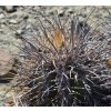 Copiapoa solaris GCG 20012 Quebrada Botija II, Chile ( 10 SEEDS)