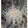 Copiapoa solaris GCG 20012 Quebrada Botija II, Chile ( 100 SEEDS)