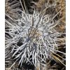 Copiapoa solaris GCG 20013 Quebrada El Cobre, Chile ( 10 SEEDS)