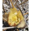 Copiapoa solaris GCG 20013 Quebrada El Cobre, Chile ( 100 SEEDS)