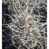 Copiapoa solaris GCG 20013 Quebrada El Cobre, Chile ( 100 SEEDS)
