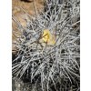 Copiapoa solaris GCG 20013 Quebrada El Cobre, Chile ( 100 SEEDS)
