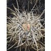 Copiapoa solaris GCG 20013 Quebrada El Cobre, Chile ( 10 SEEDS)
