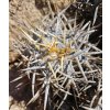 Copiapoa solaris GCG 20013 Quebrada El Cobre, Chile ( 10 SEEDS)